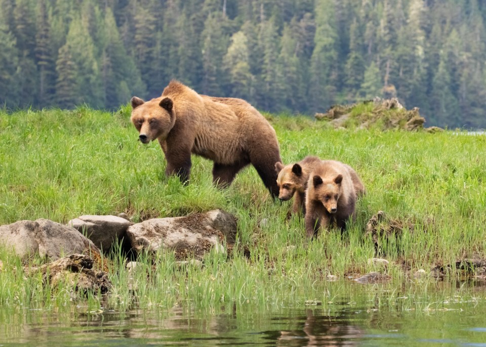 Grizzly bears in bc 