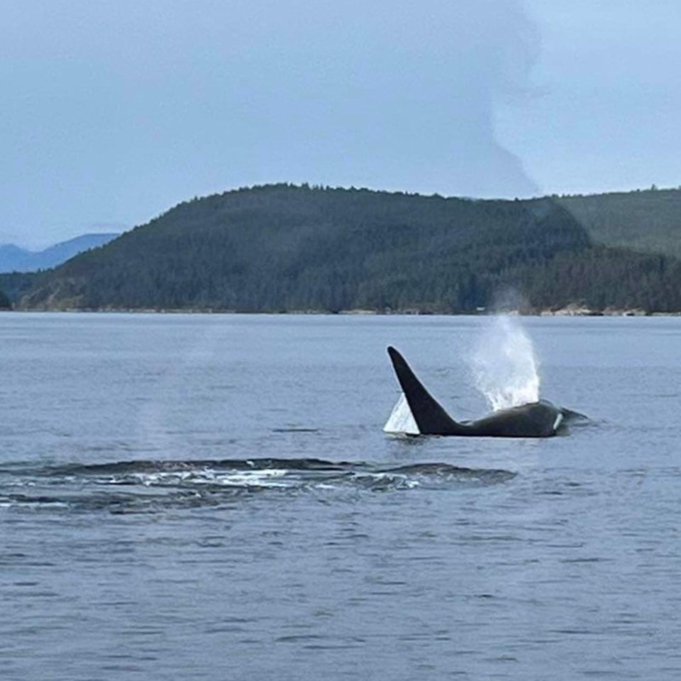 2918_killer_whale