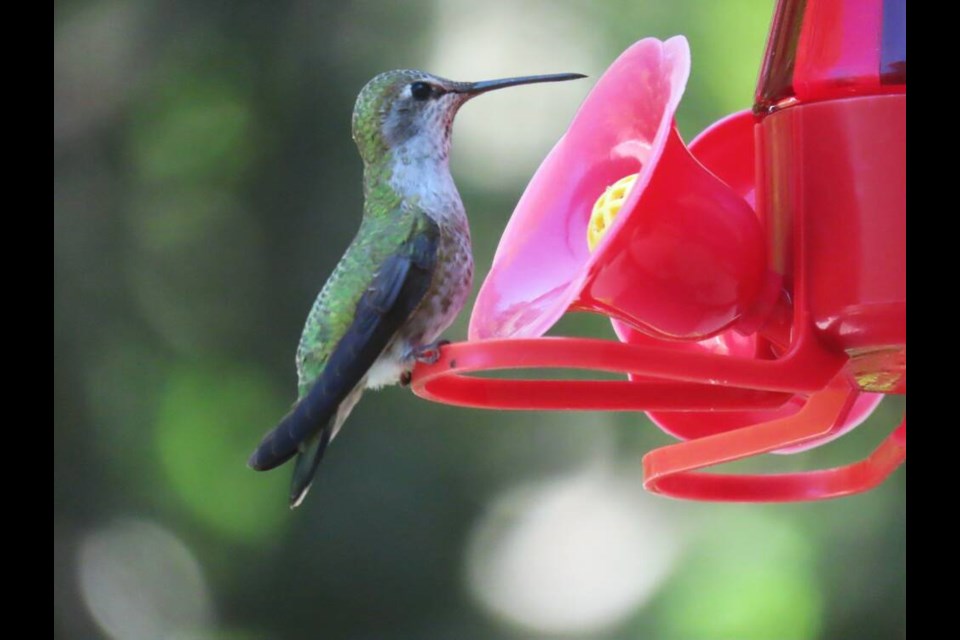 An Anna’s hummingbird drinks from a feeder. Experts say not to get creative with feeding mixtures, citing deadly fungus as a concern. VIA ROSA MUNZER, ROCKY POINT BIRD OBSERVATORY 